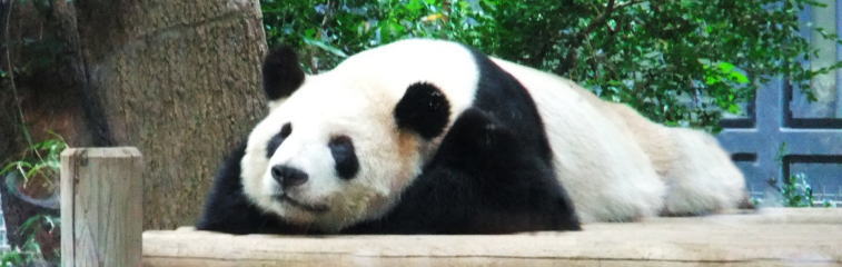 上野動物園のパンダ