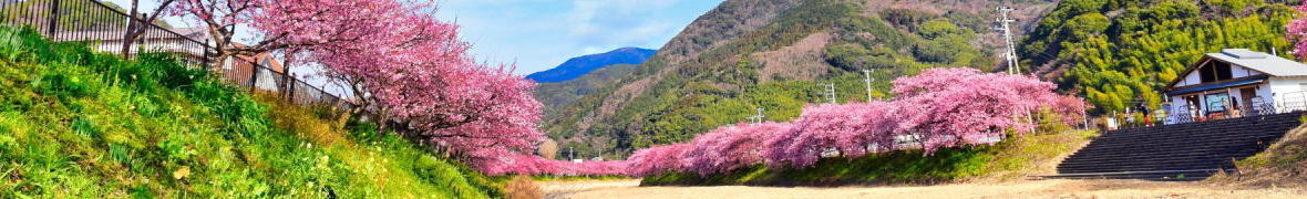 河津川の桜