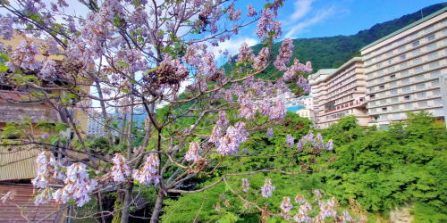 鬼怒川温泉と桐の花