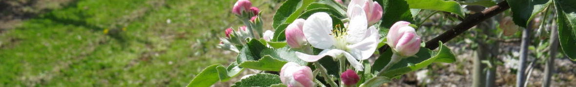 飯綱・春のリンゴ畑