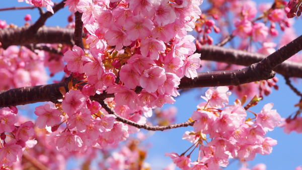 河津桜