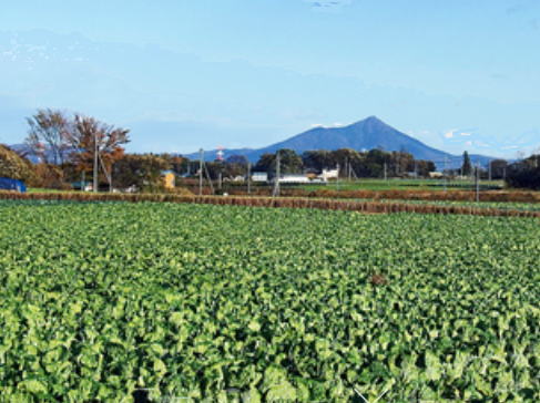 遠景のお山は筑波山