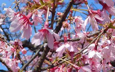 おかめ桜