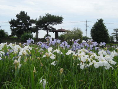 城趾あやめ園