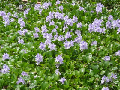 ホテイアオイの花園