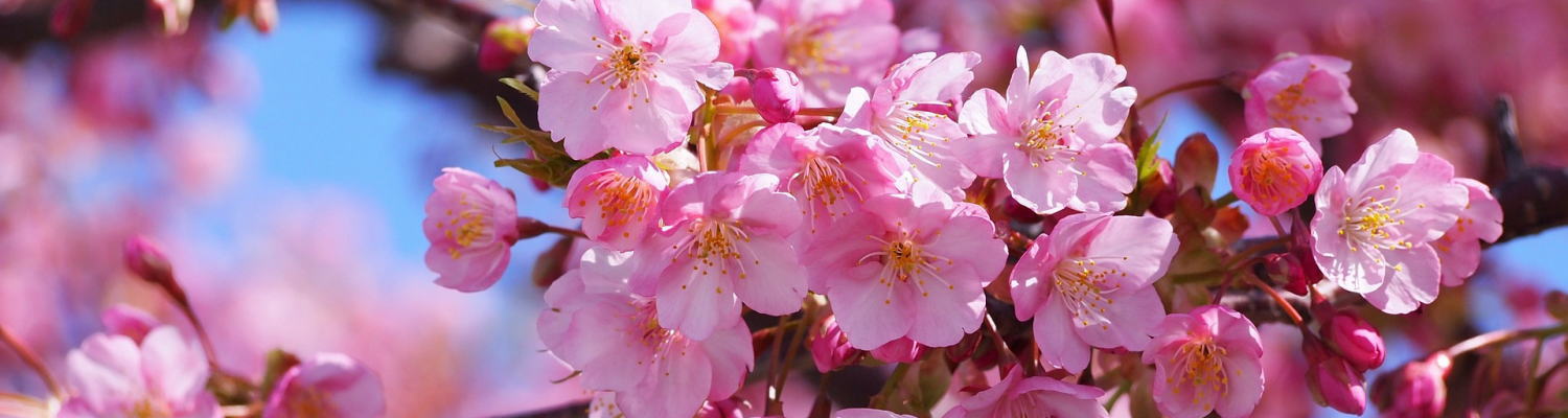 満開の河津桜