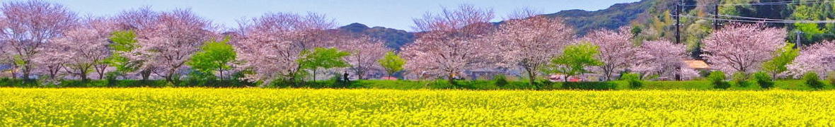 菜の花と南のさくら