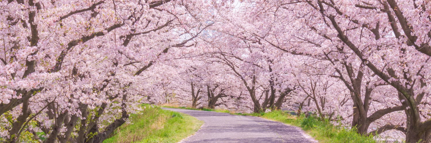 桜並木