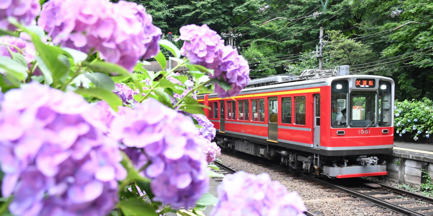 あじさいと箱根登山鉄道